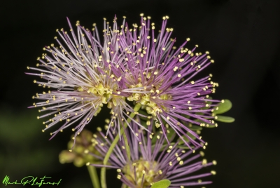 Prairie Sensitive Mimosa 2023